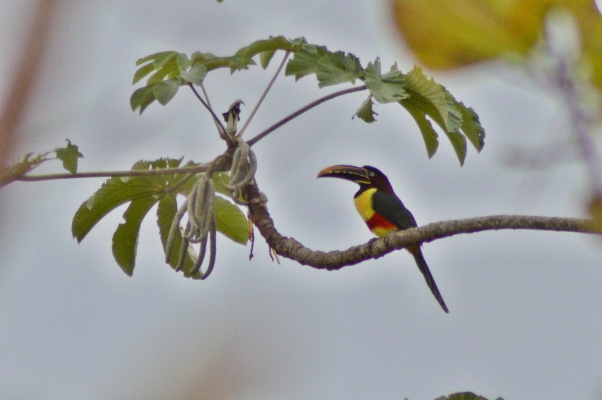 Chestnut-eared Aracari - ML271329061