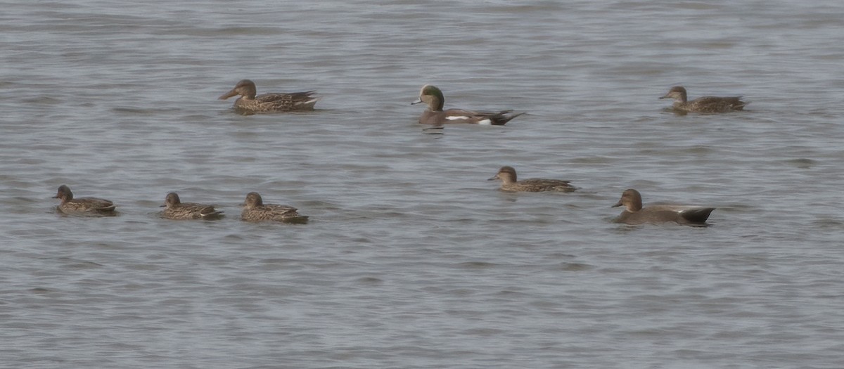 Northern Shoveler - ML271329181