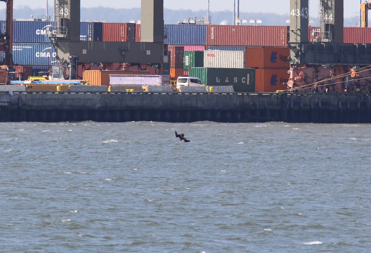 Brown Booby - ML271329251