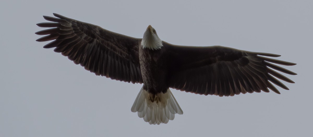 Bald Eagle - Rick Wilhoit