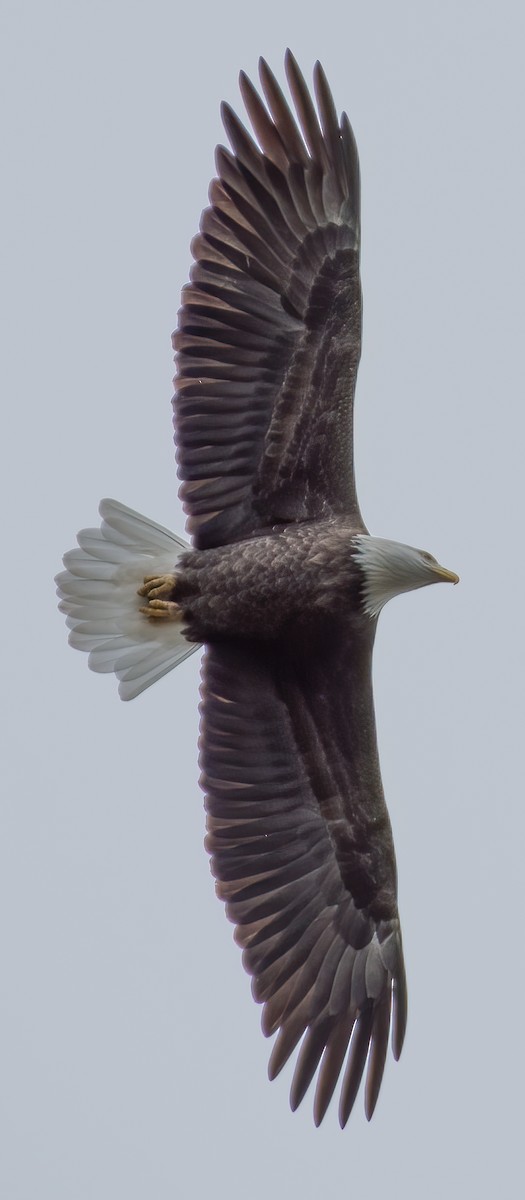 Белоголовый орлан - ML271329531