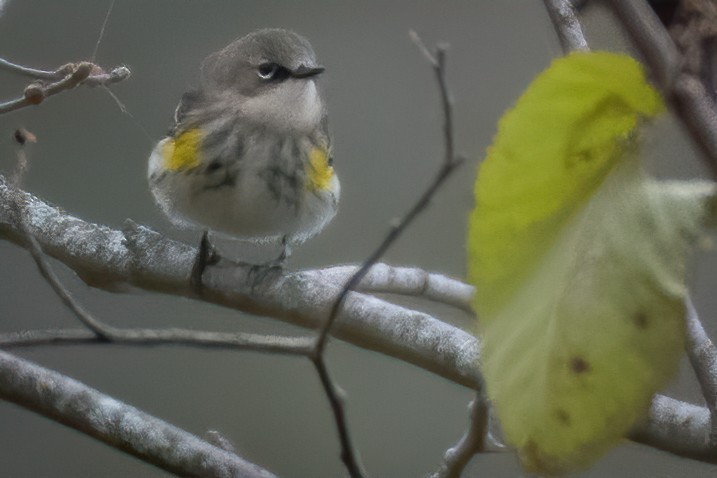 Yellow-rumped Warbler - Rick Wilhoit