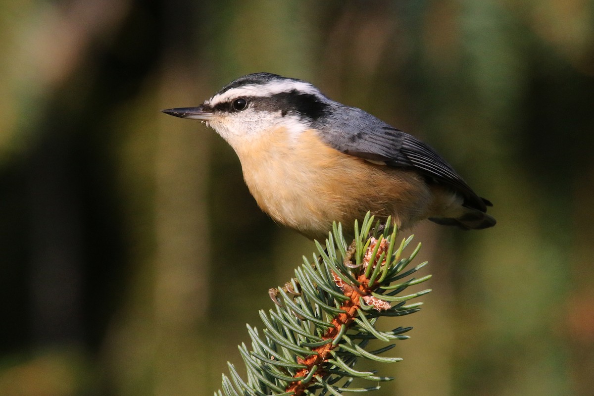 Red-breasted Nuthatch - Noah Strycker