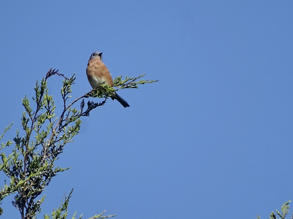 Eastern Bluebird - ML271332671