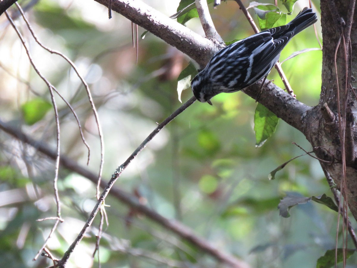 Black-and-white Warbler - Robin Potvin