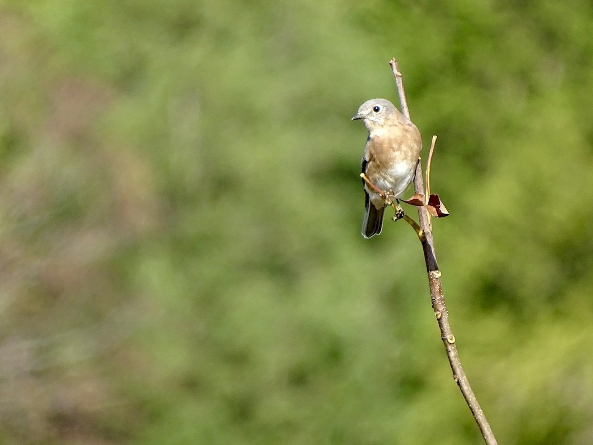Eastern Bluebird - ML271332721