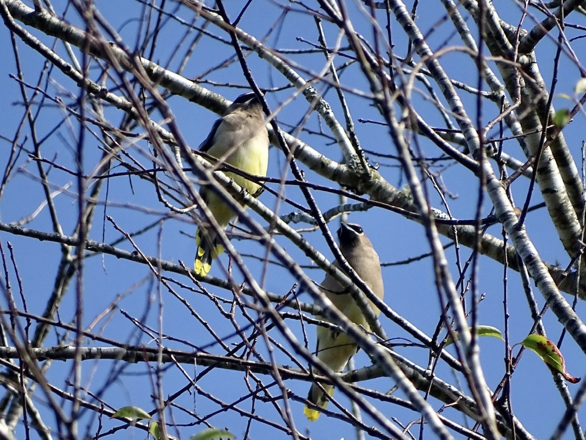 Cedar Waxwing - ML271332821