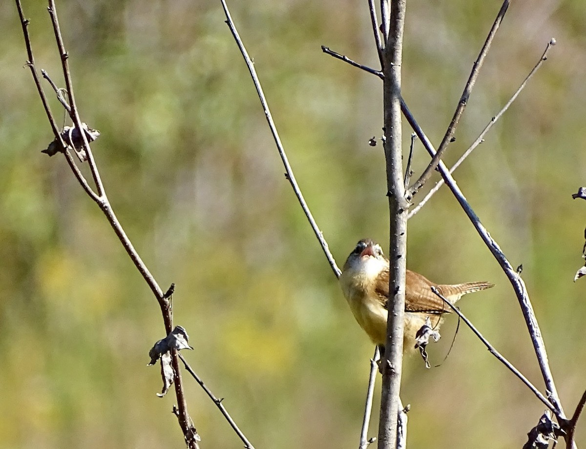 Carolina Wren - ML271333491