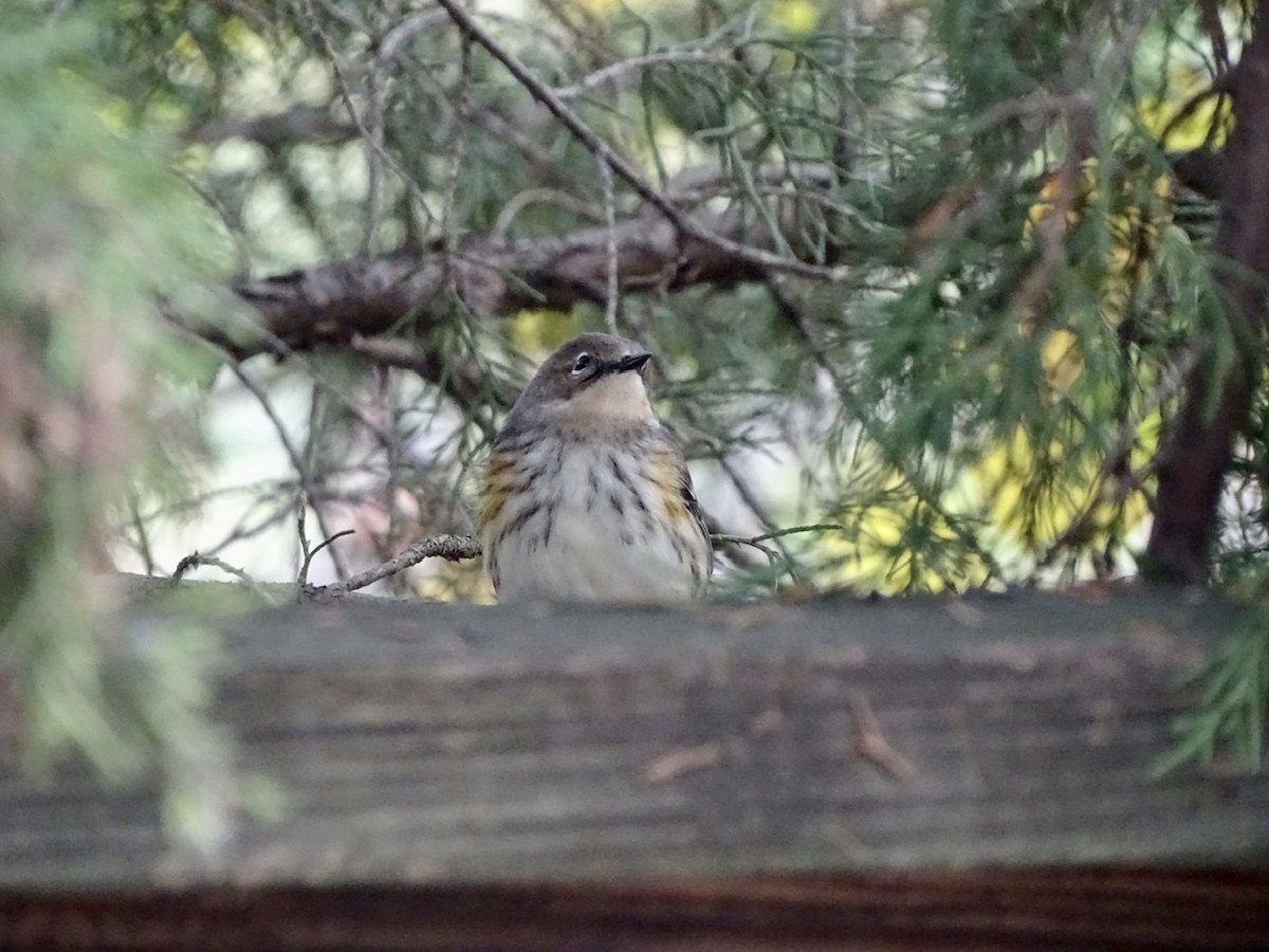 Yellow-rumped Warbler - ML271334141