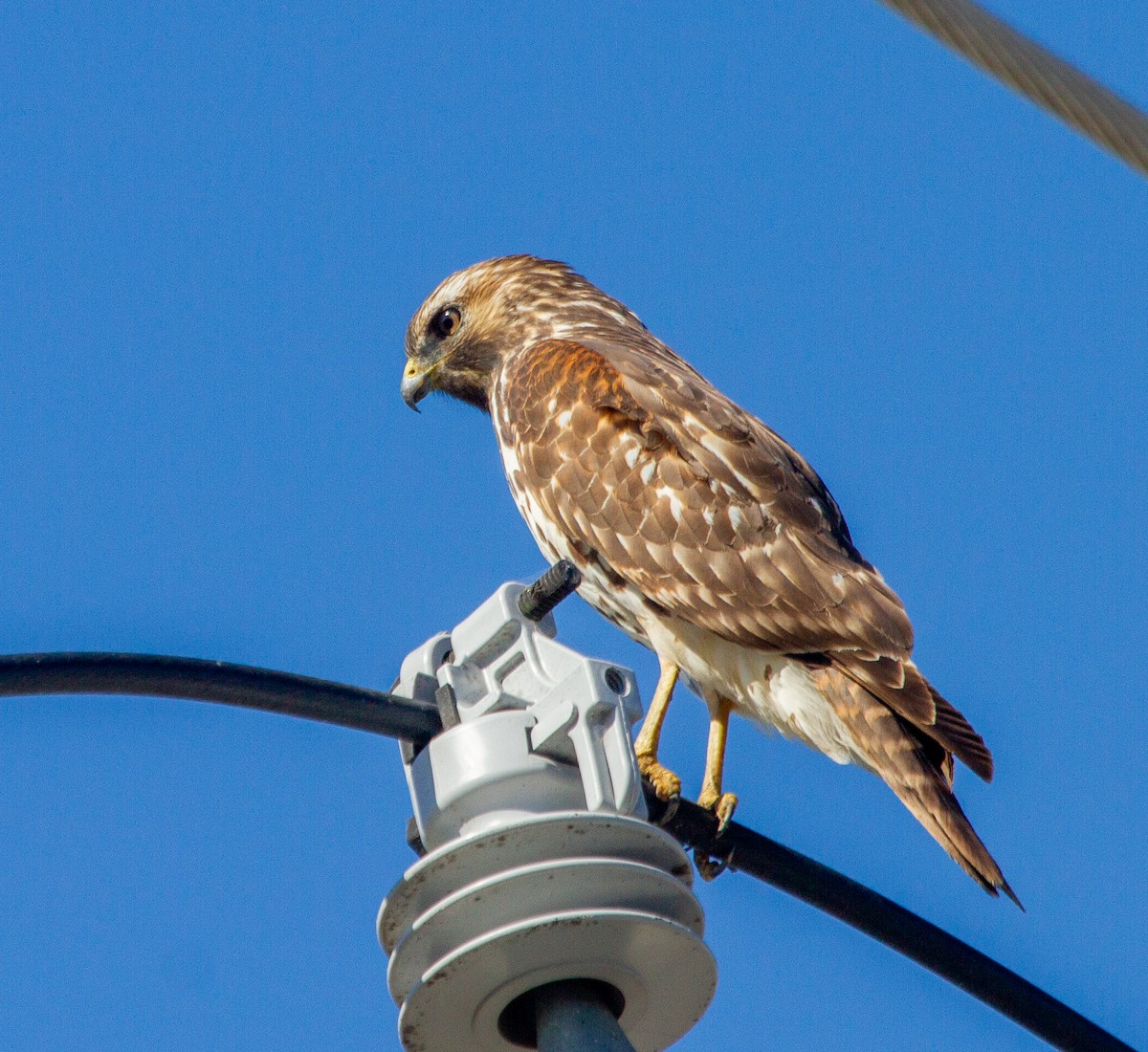 Red-shouldered Hawk (lineatus Group) - ML271334251