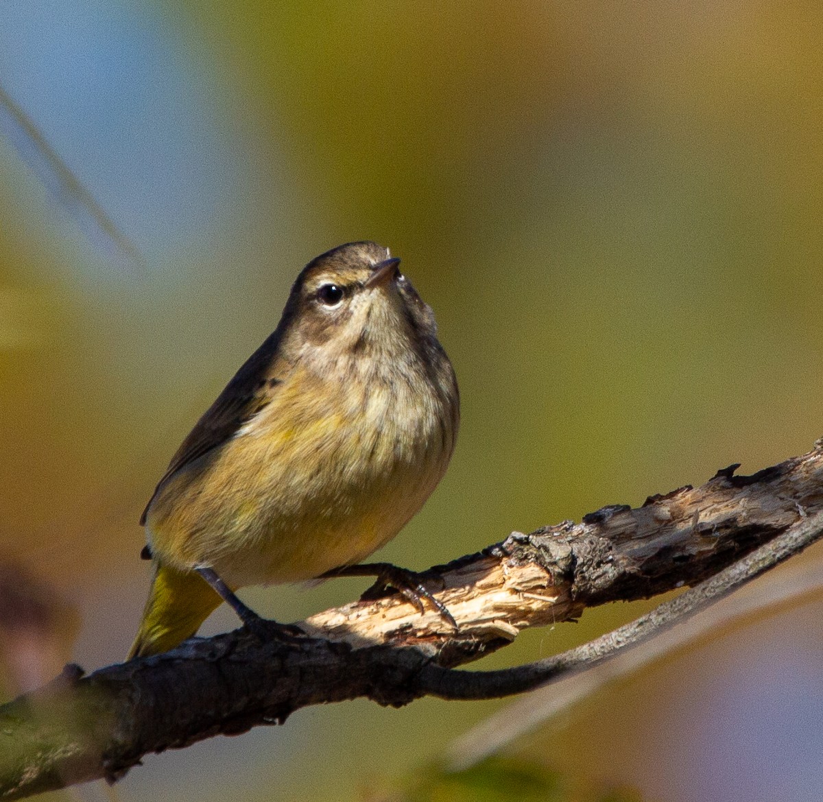 Palm Warbler - ML271334301