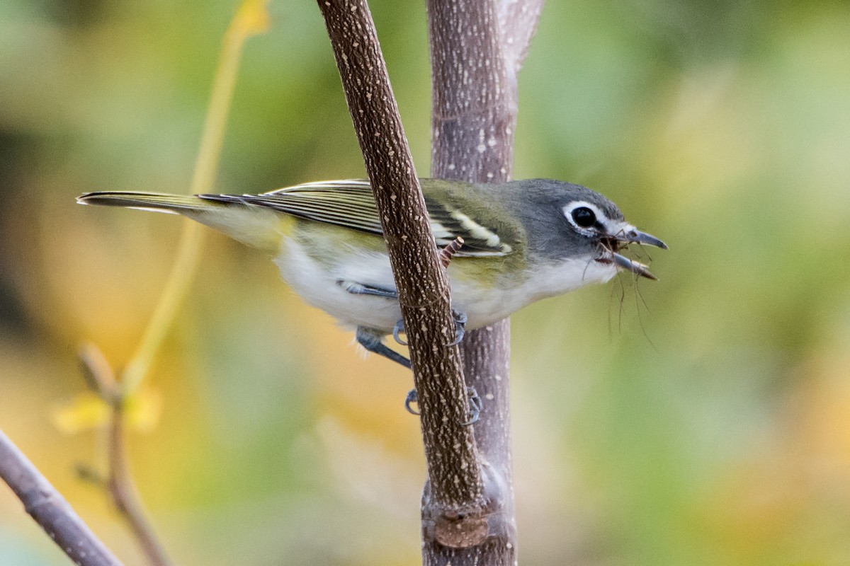 Blue-headed Vireo - Sue Barth