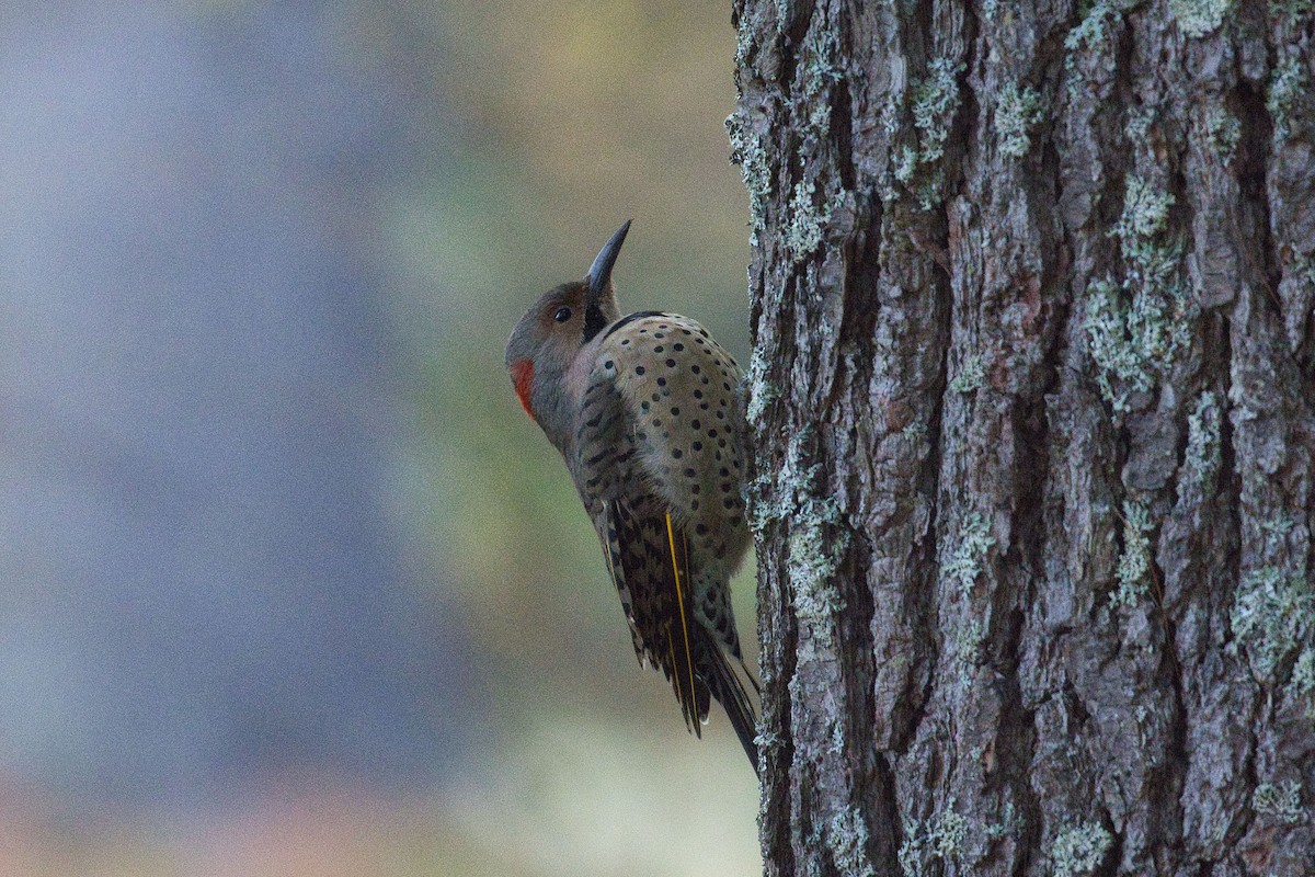 Northern Flicker - ML271336451