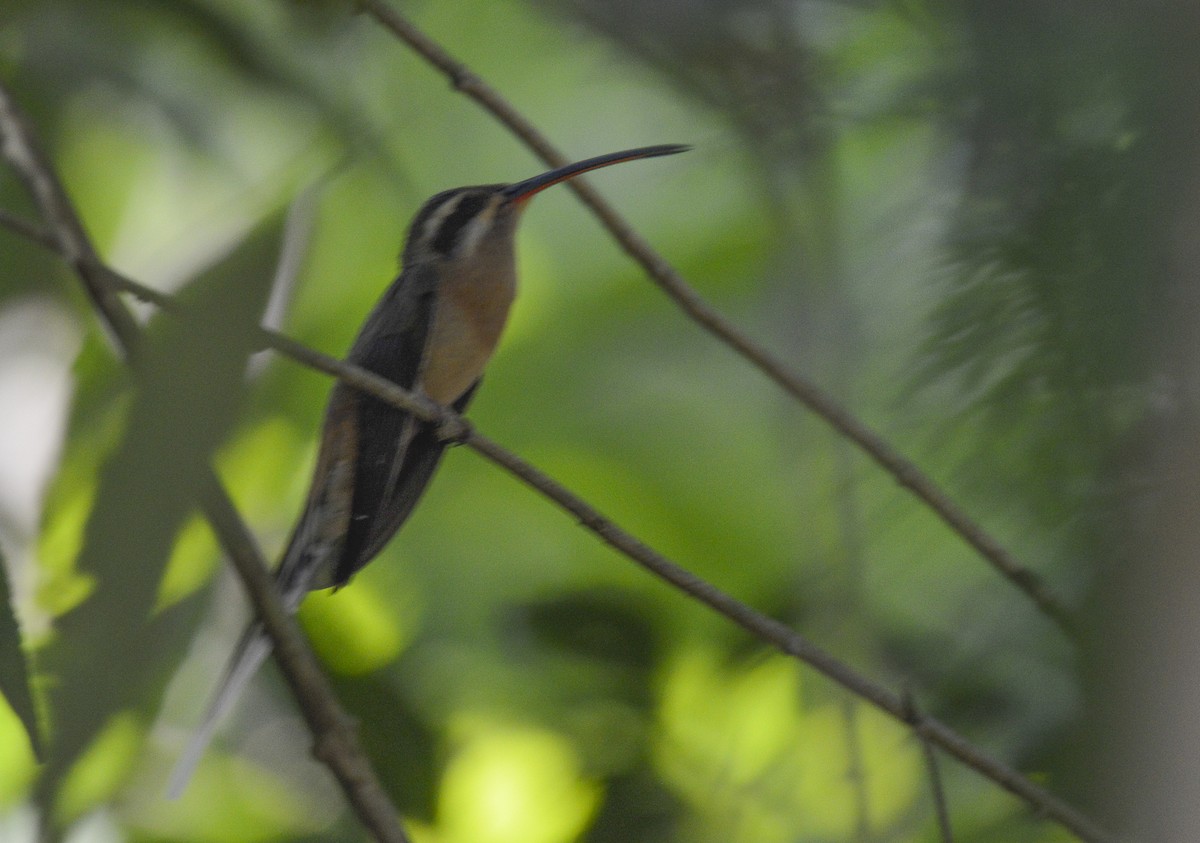 Planalto Hermit - ML271339071