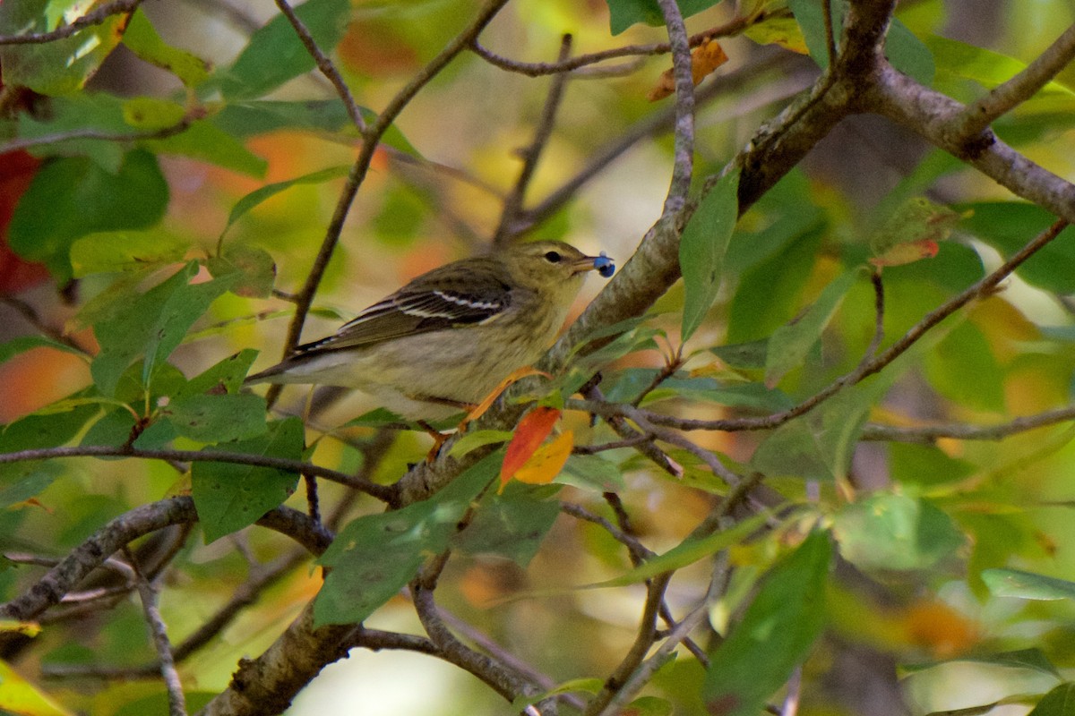 Blackpoll Warbler - Marilyn Henry