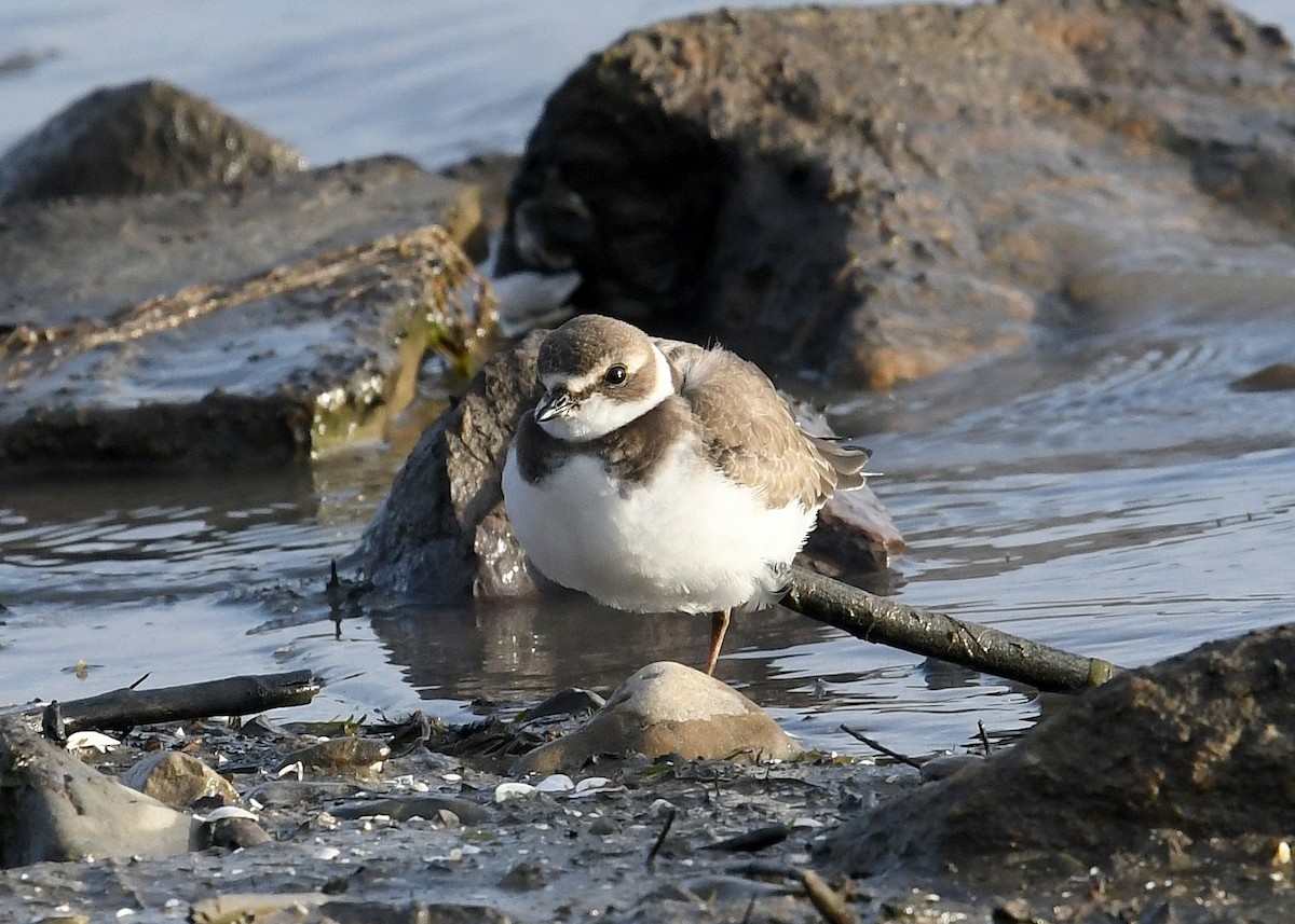 Semipalmated Plover - ML271340951
