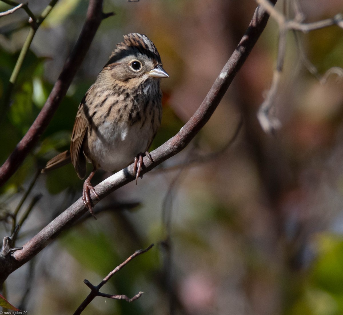 Lincoln's Sparrow - ML271341111