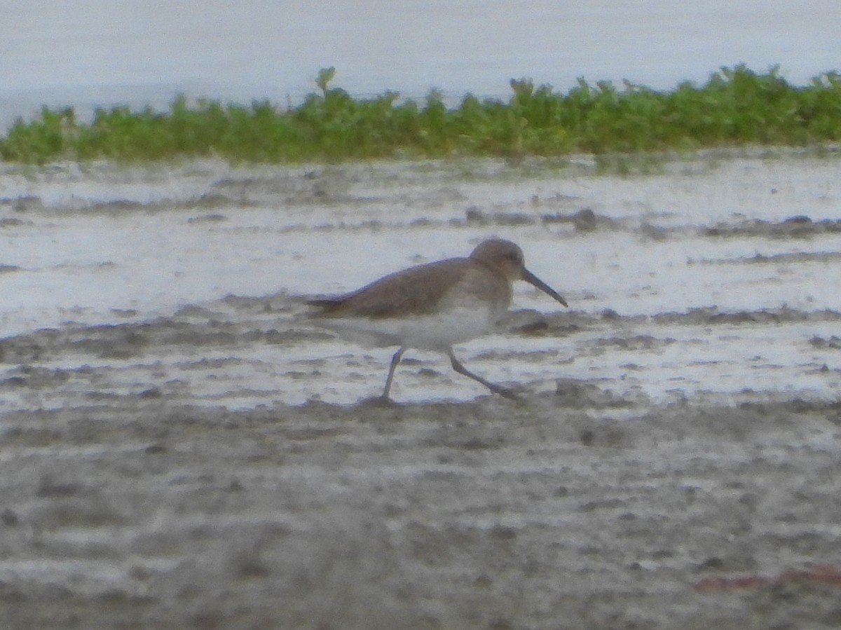 Dunlin - ML271344101