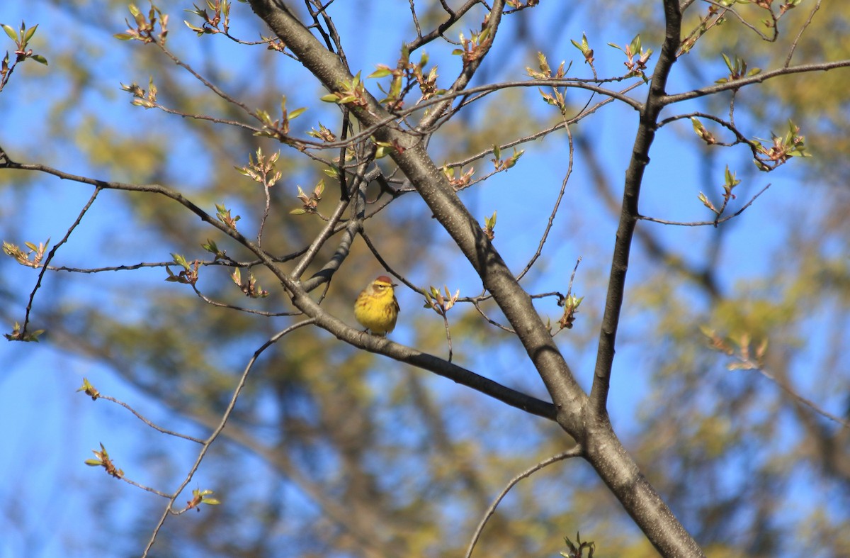 Palm Warbler - ML27134561