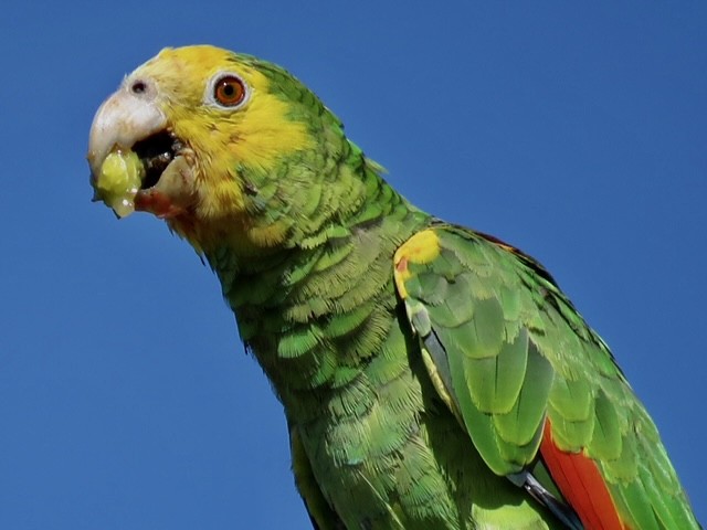 Yellow-shouldered Parrot - ML271346271