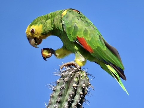 Yellow-shouldered Parrot - ML271346281