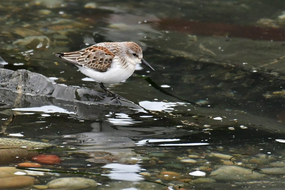 Western Sandpiper - Sia McGown