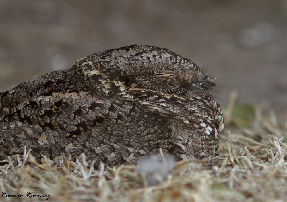 Band-winged Nightjar - ML271346721