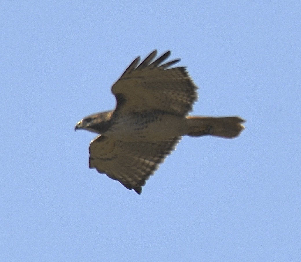 Red-tailed Hawk - ML271346771