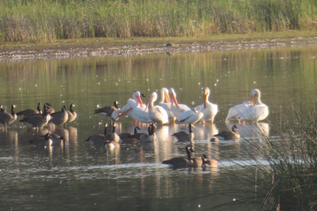 American White Pelican - ML271346851