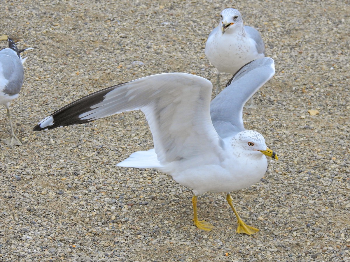 Ring-billed Gull - Reanna Thomas