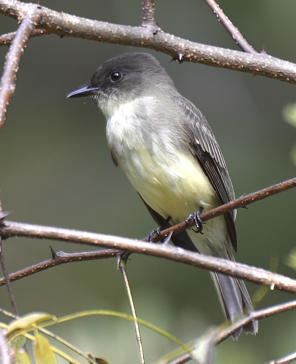 Eastern Phoebe - ML271349441