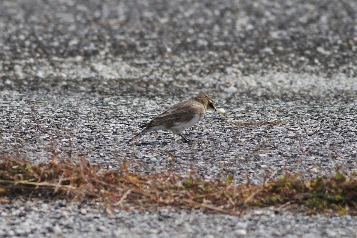 Horned Lark - ML271350911