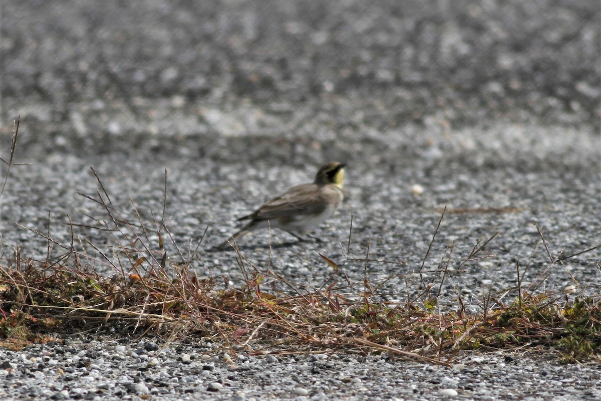 Horned Lark - ML271350931