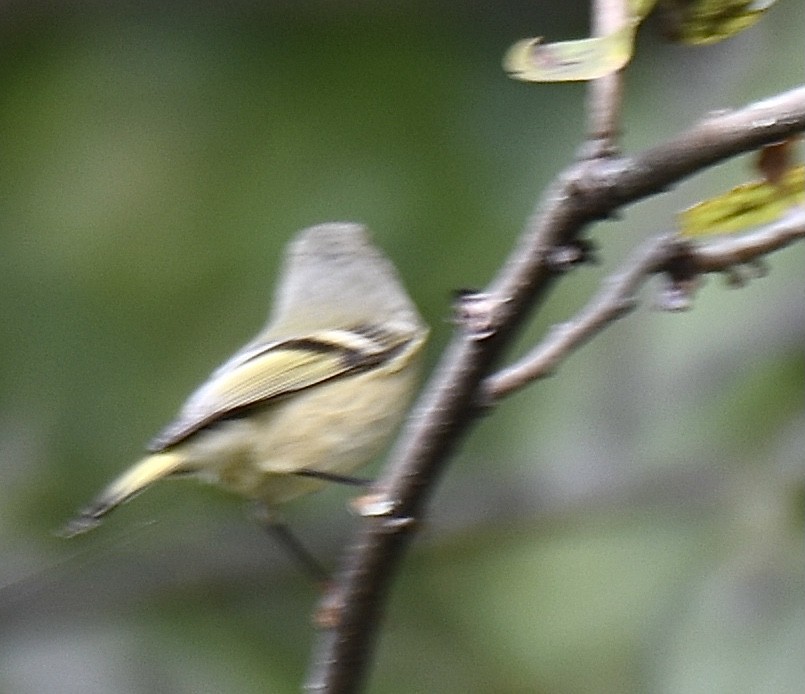 Ruby-crowned Kinglet - Cyndy Hardaker