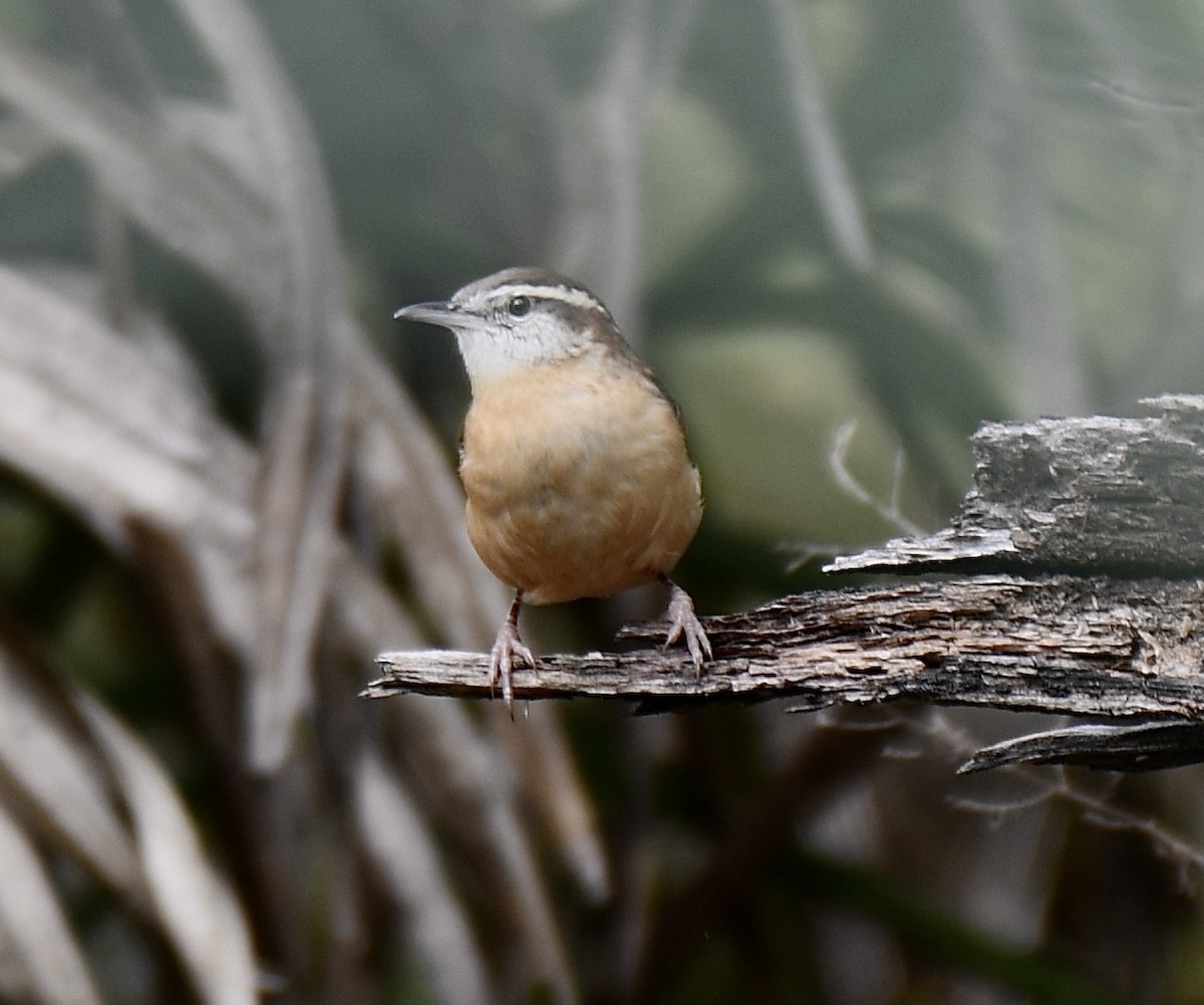 Carolina Wren - ML271351441