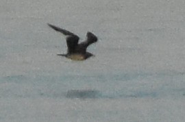 Pomarine Jaeger - ML271352181