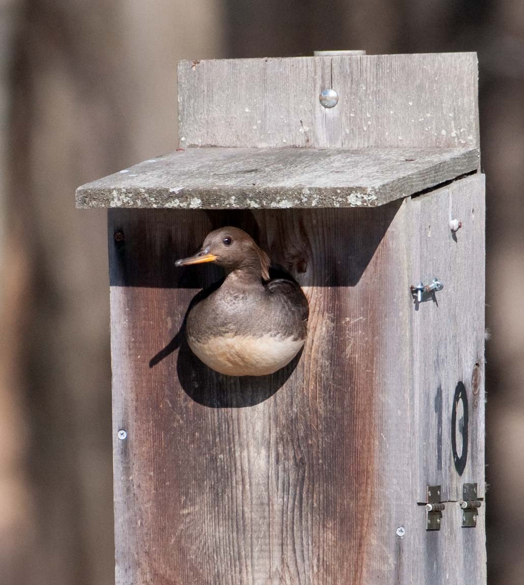 Hooded Merganser - Janis Stone
