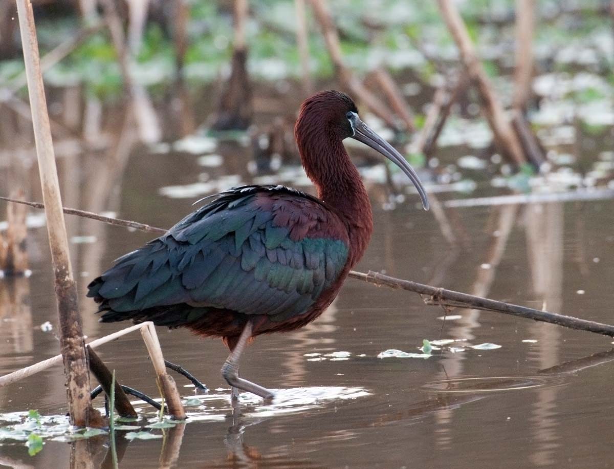 ibis hnědý - ML27135581