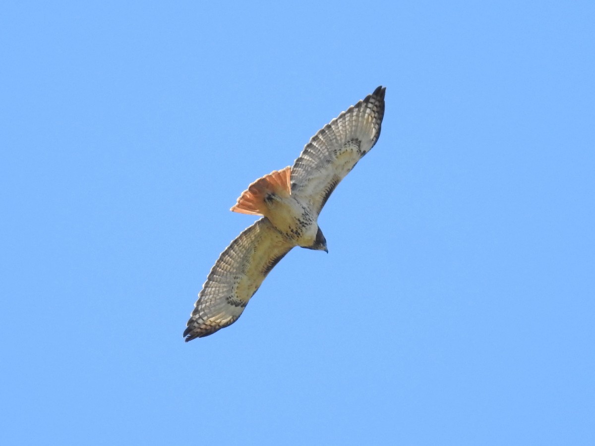 Red-tailed Hawk - ML271357551