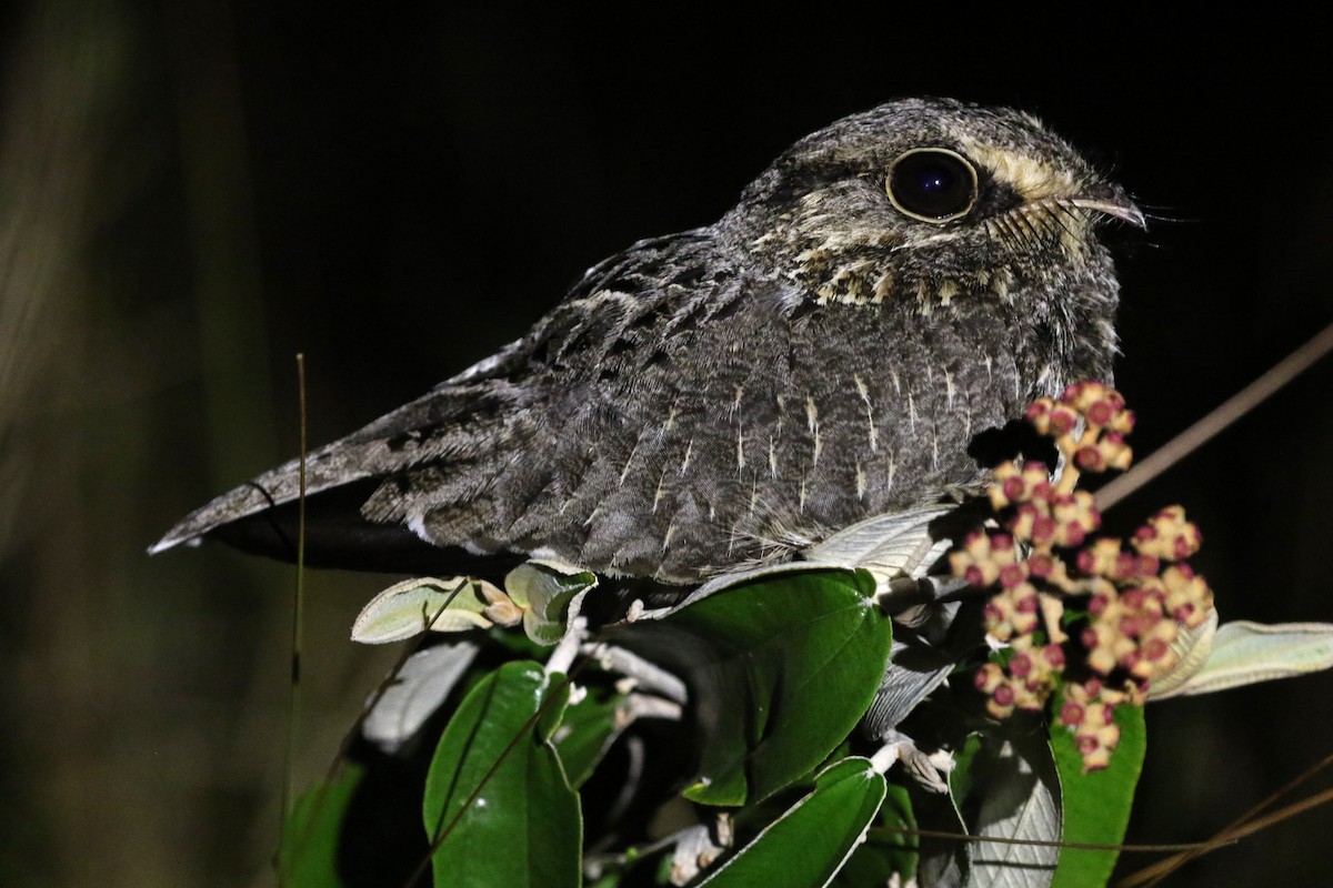 Sickle-winged Nightjar - ML271357771