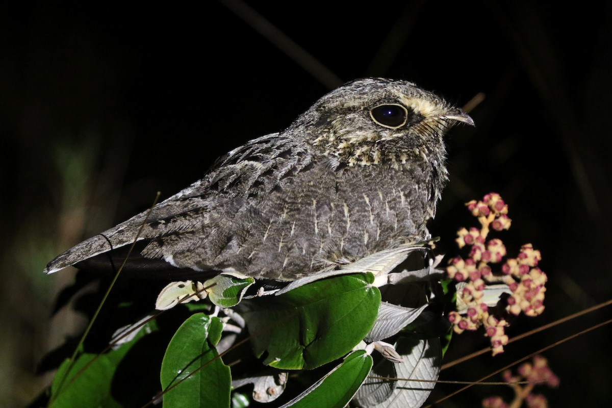 Sickle-winged Nightjar - ML271357781