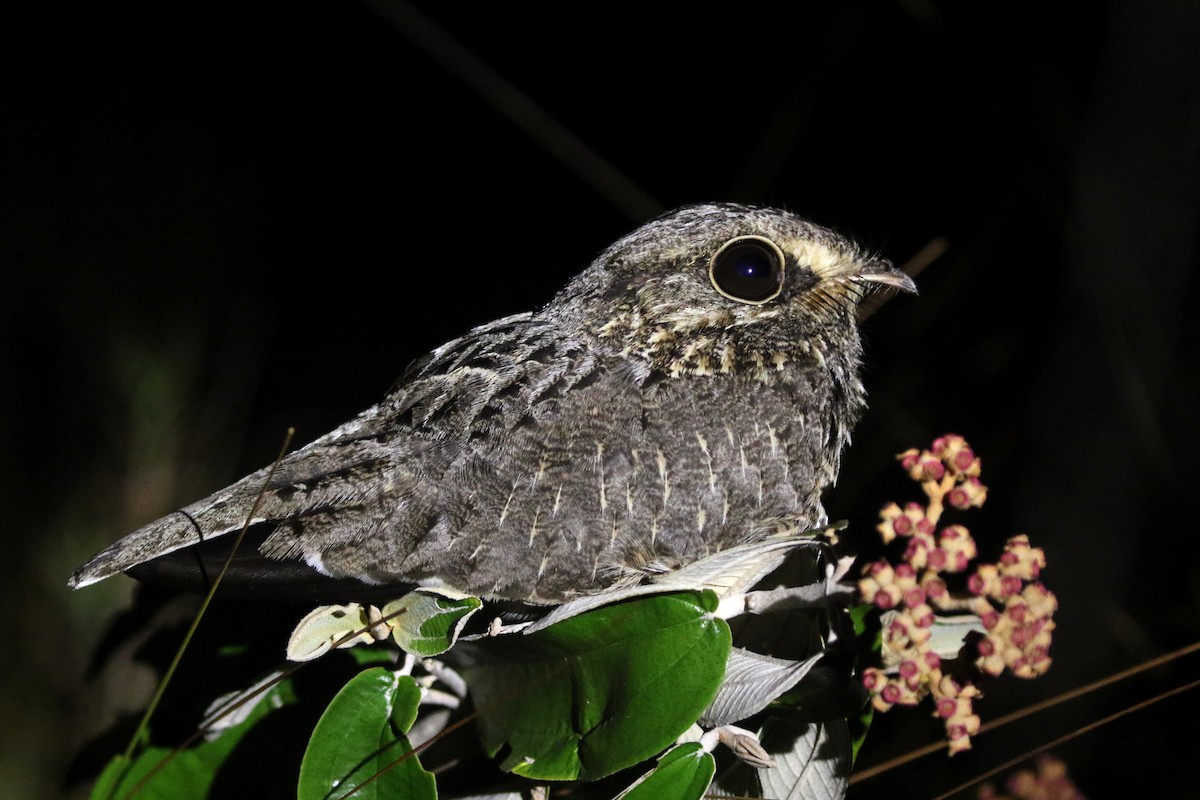 Sickle-winged Nightjar - ML271357811