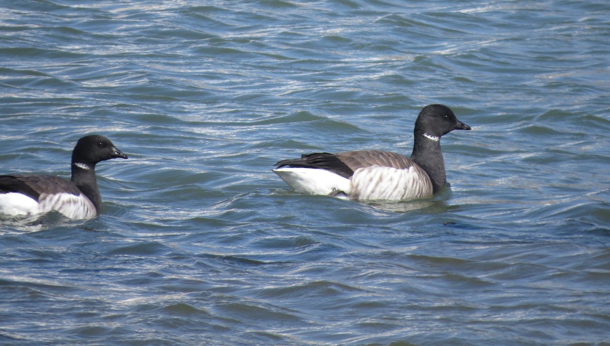 Branta musubeltza (hrota) - ML27135841