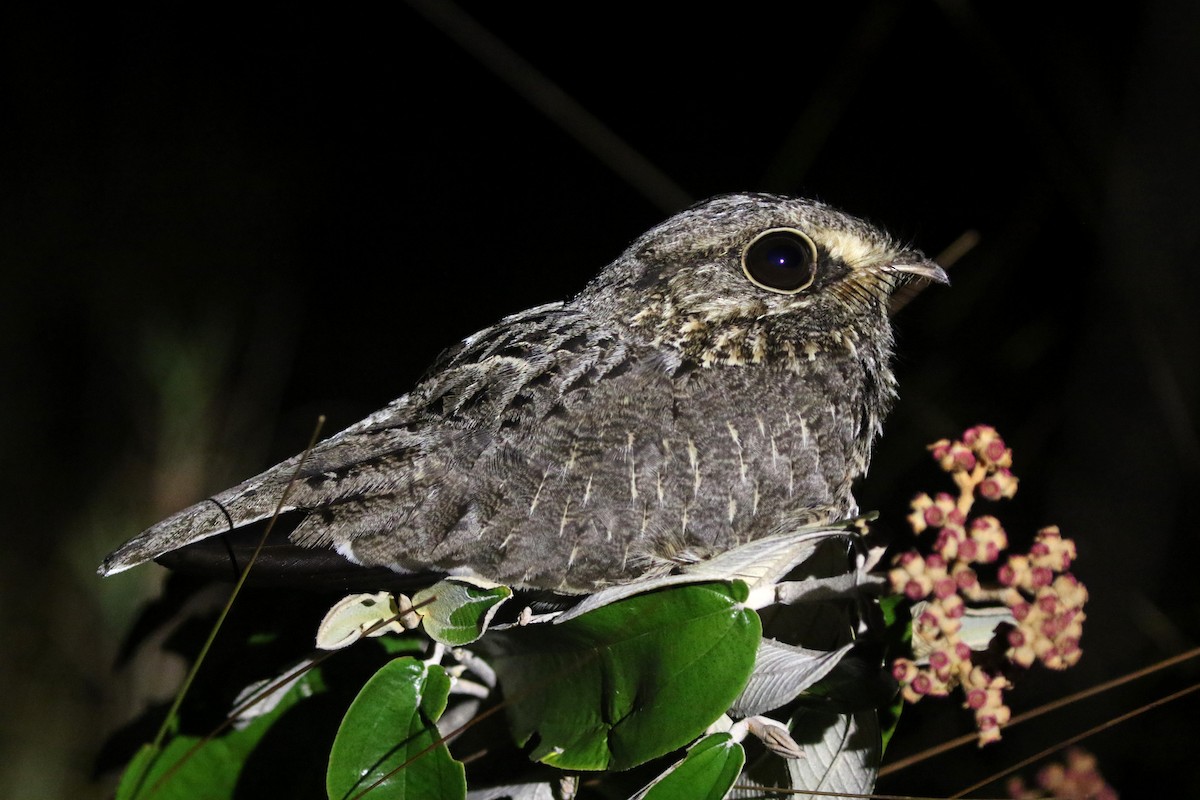 Sickle-winged Nightjar - ML271358681