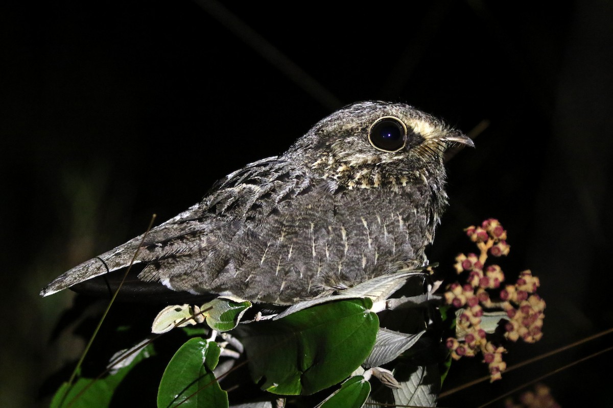 Sickle-winged Nightjar - ML271358731