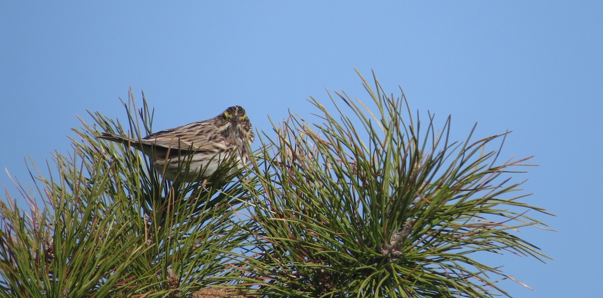 Savannah Sparrow (Savannah) - ML27135881