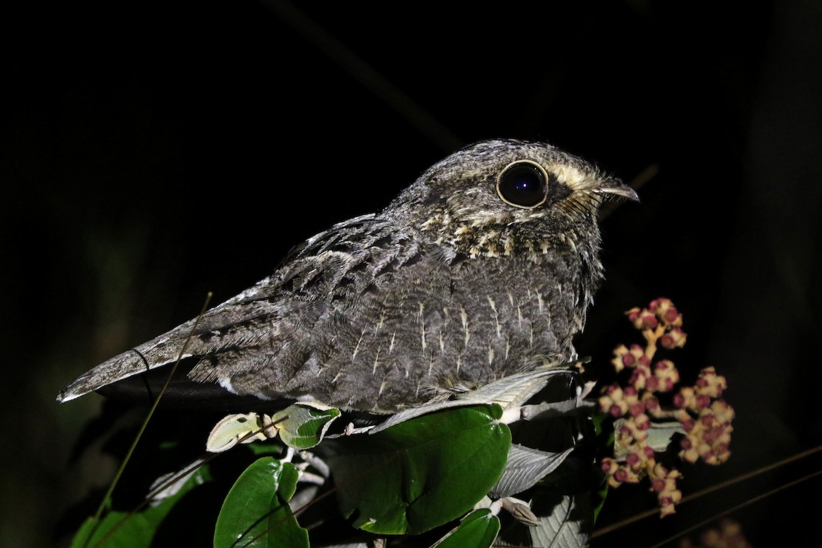 Sickle-winged Nightjar - ML271358941