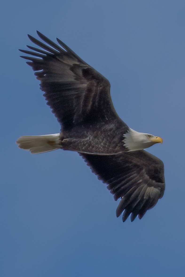 Bald Eagle - ML271359171