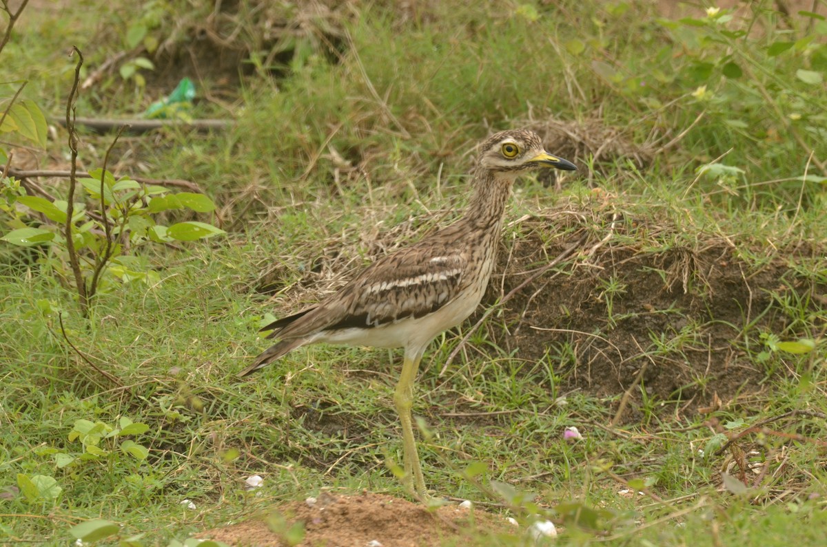 Indian Thick-knee - ML271359621