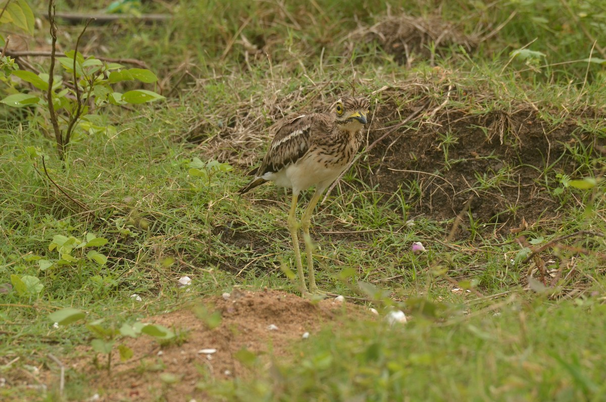 Indian Thick-knee - ML271359691